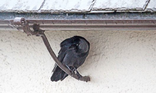 200428 jackdaws (5)