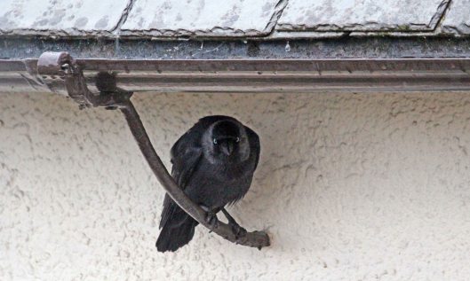 200428 jackdaws (6)