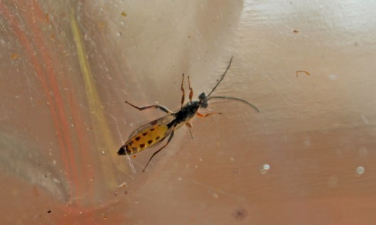 200429 5 thistle gall fly gall parasite