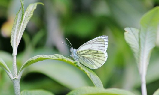 200501 Green-veined white (1)