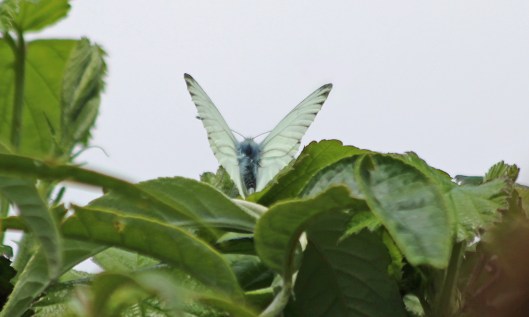 200501 Green-veined white (2)