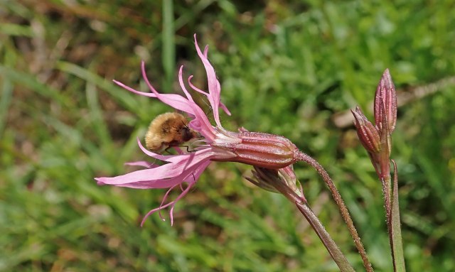 124/366 Ragged robin | earthstar