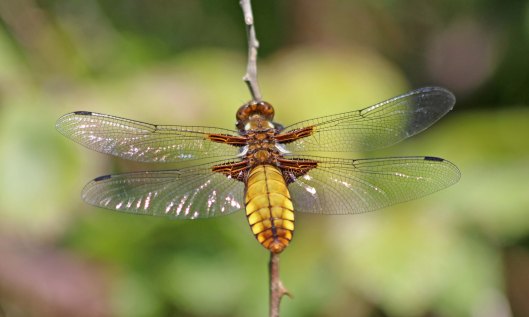 200506 Broad-bodied chaser (1)