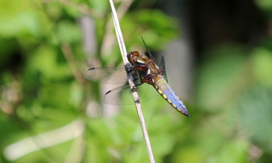 200506 Broad-bodied chaser (2)
