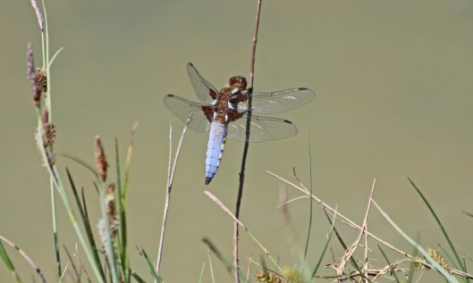 200506 Broad-bodied chaser (3)