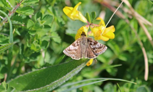 200507 dingy skipper (1)