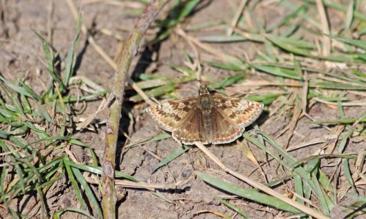 200507 dingy skipper (2)