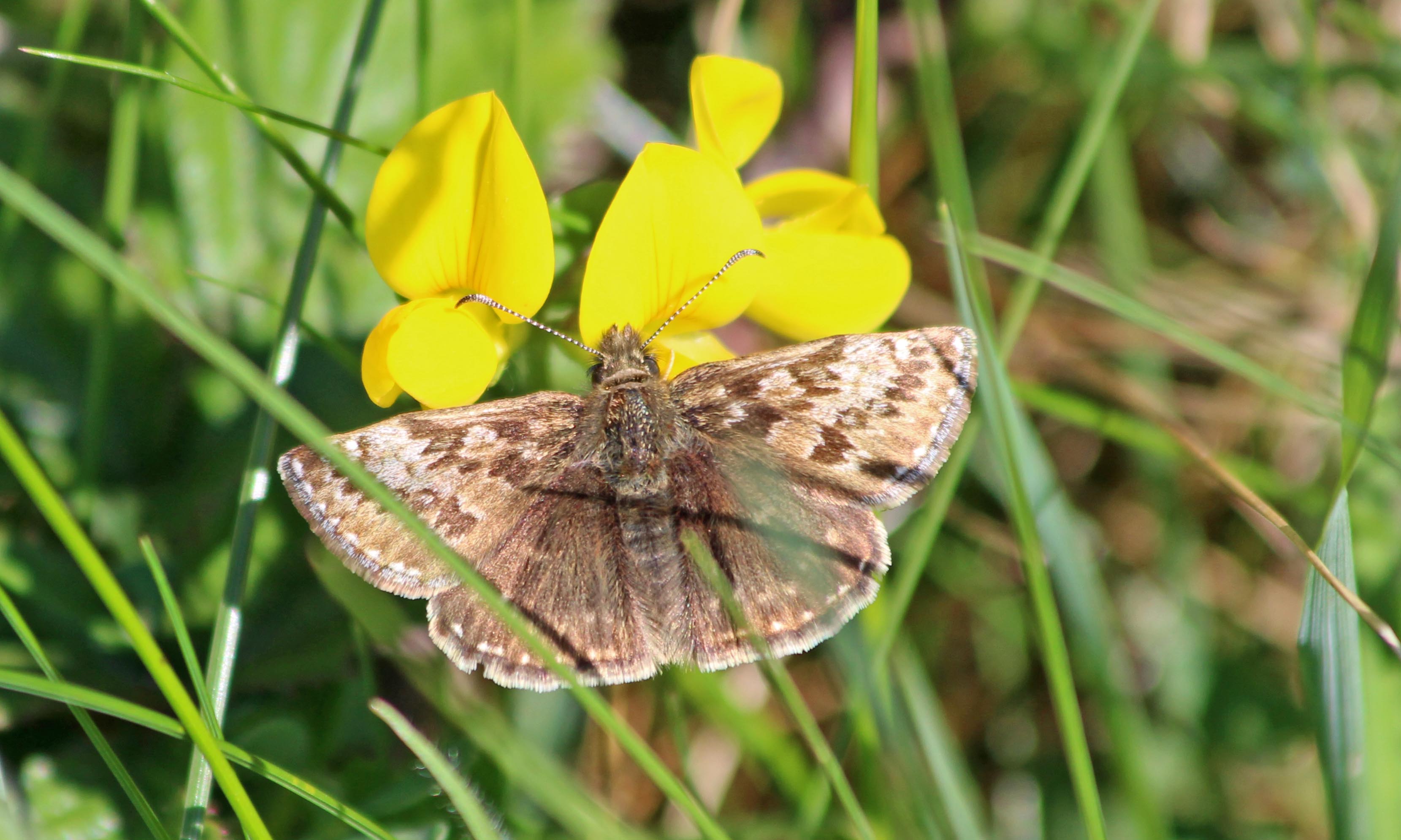 200507 dingy skipper (3)