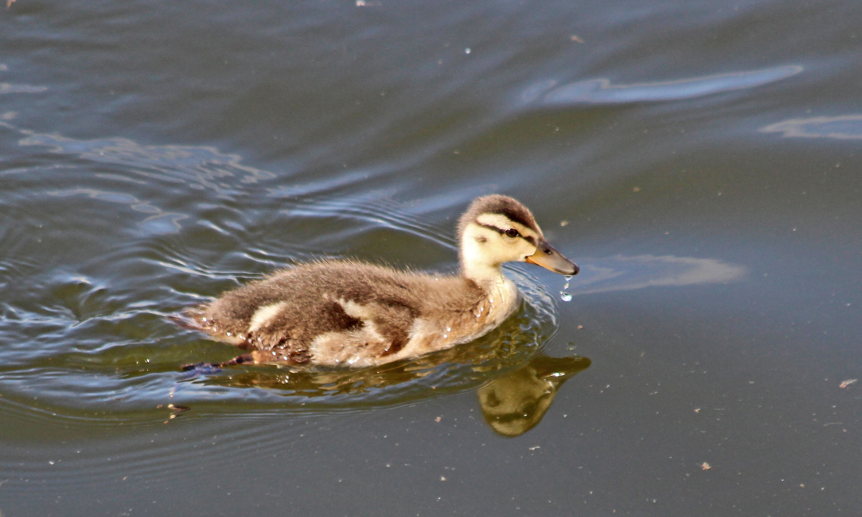 200508 duckling (1)
