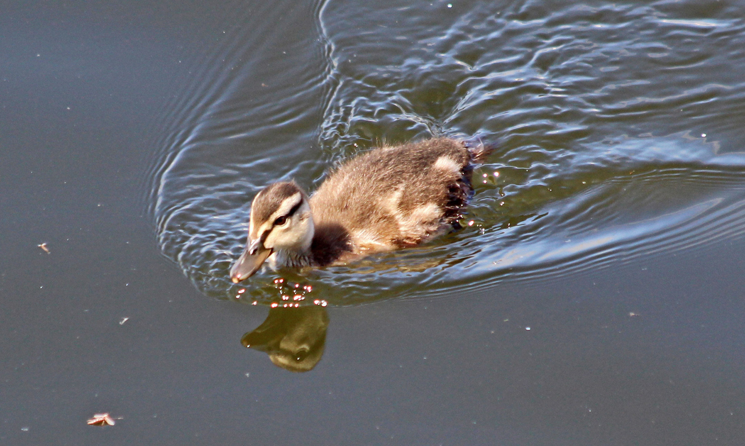 200508 duckling (2)