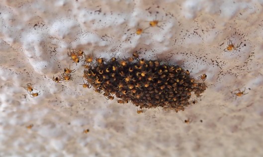 200509 garden spiderlings (1)