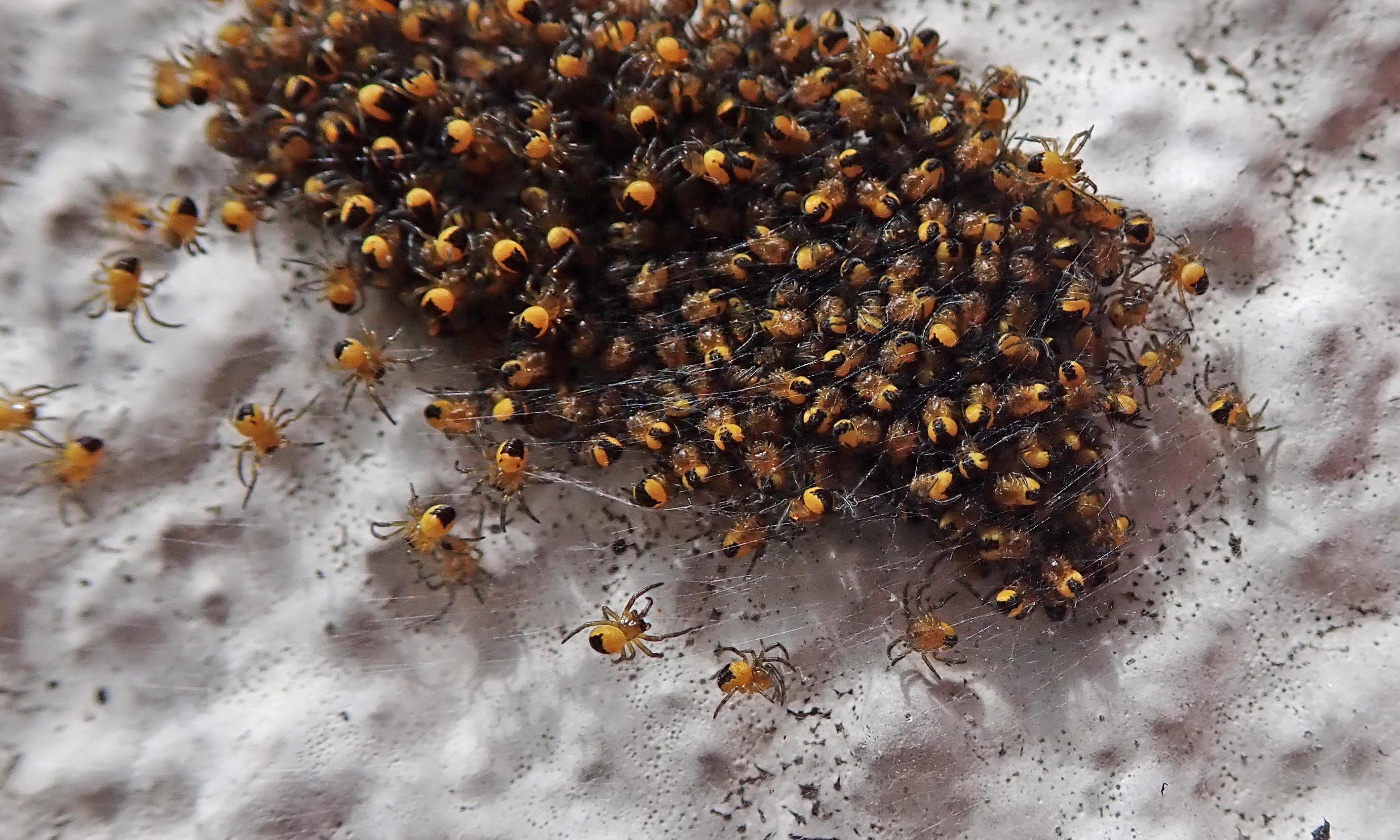 200509 garden spiderlings (2)