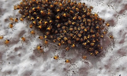 200509 garden spiderlings (2)