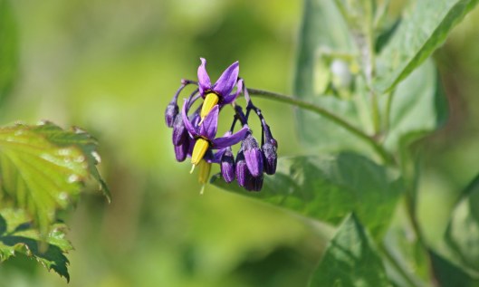 200510 bittersweet nightshade