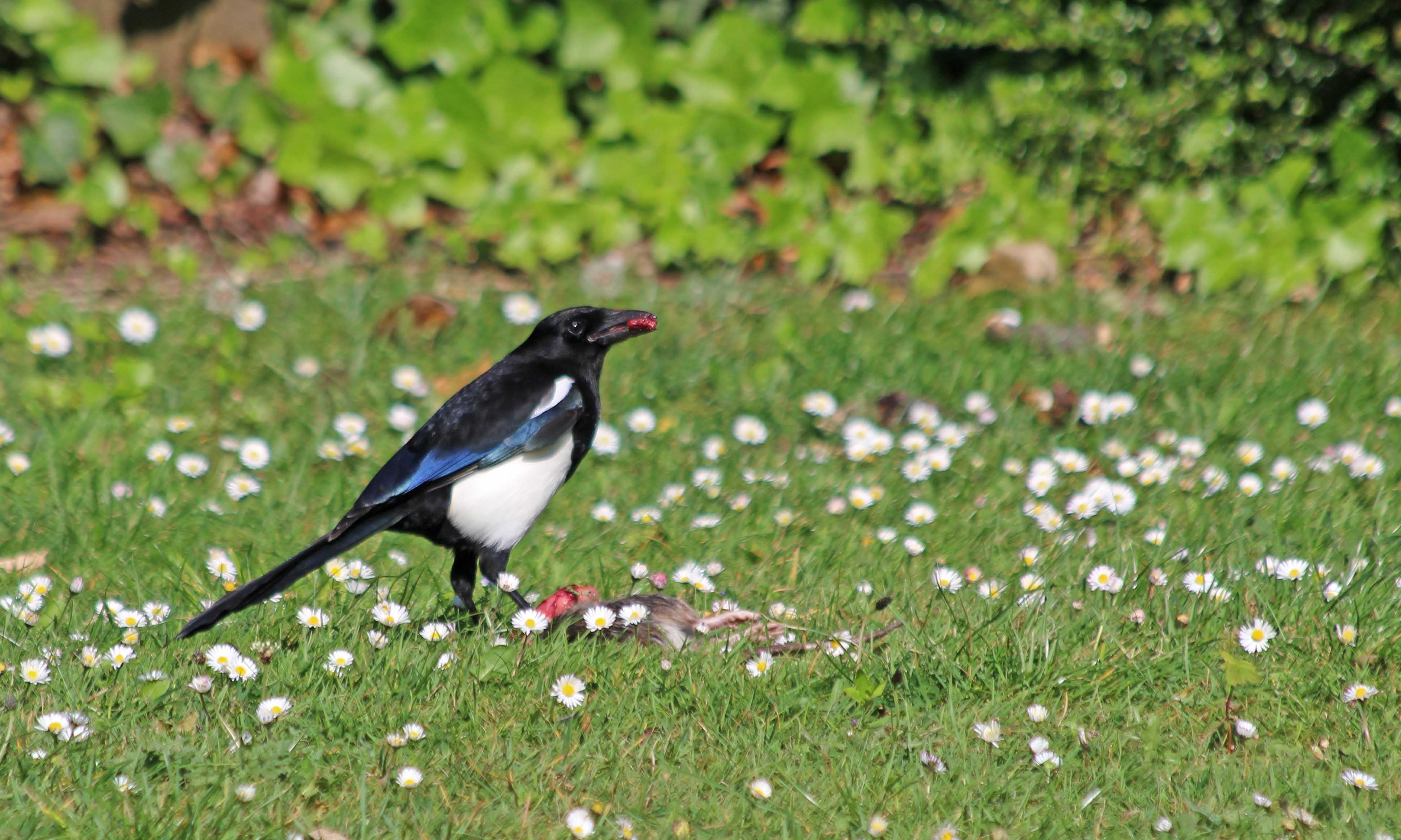 200511 magpie (1)