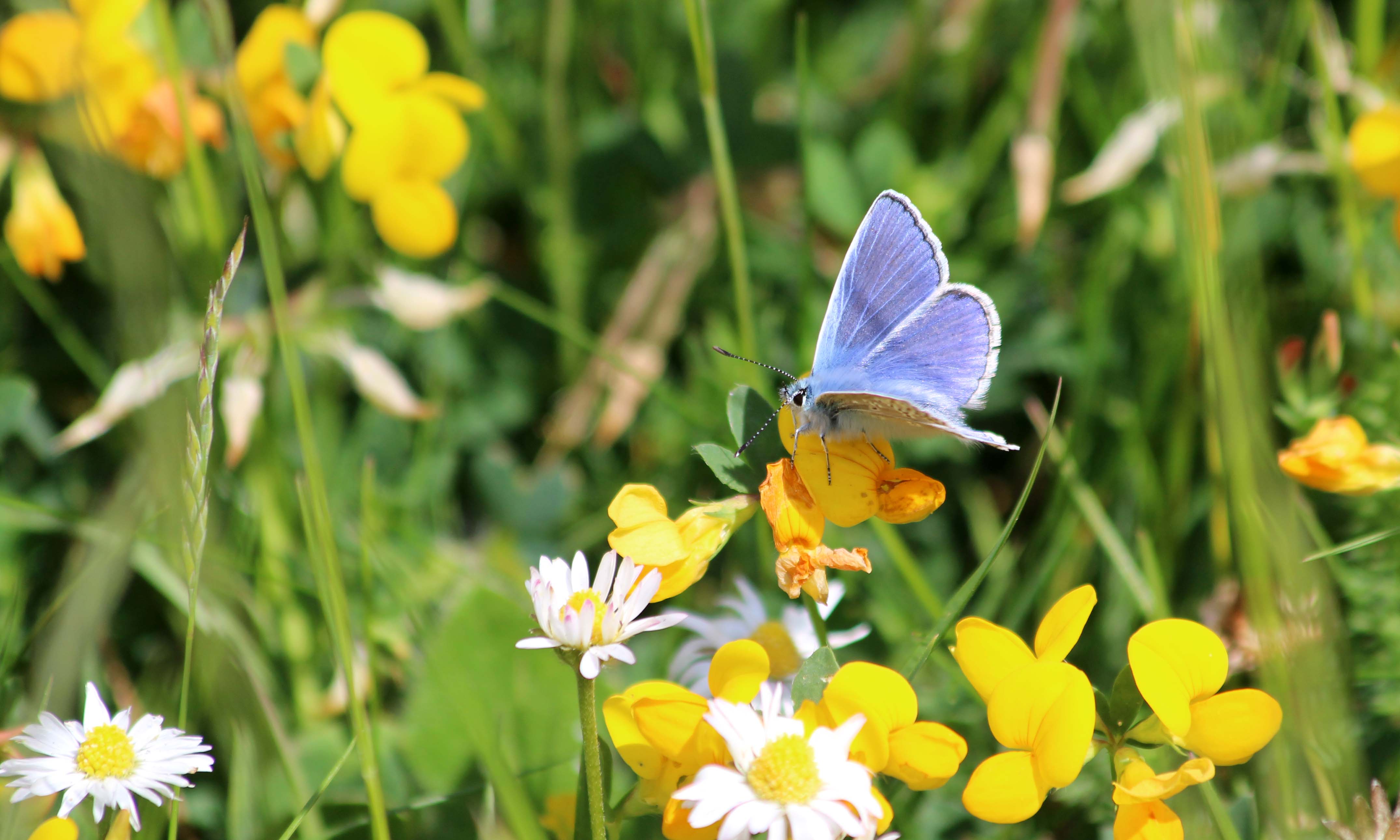 200512 Common blue butterfly (1)