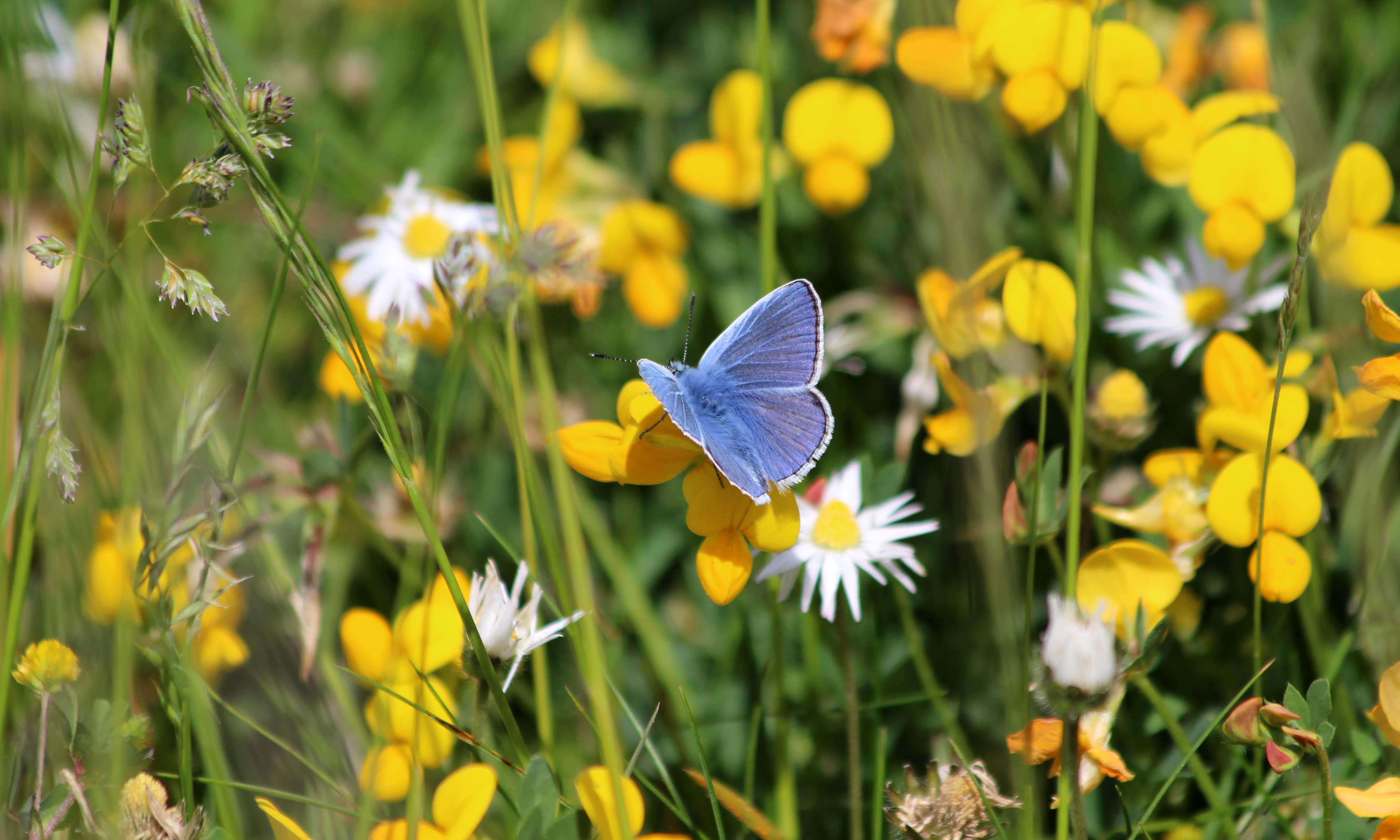 200512 Common blue butterfly (2)