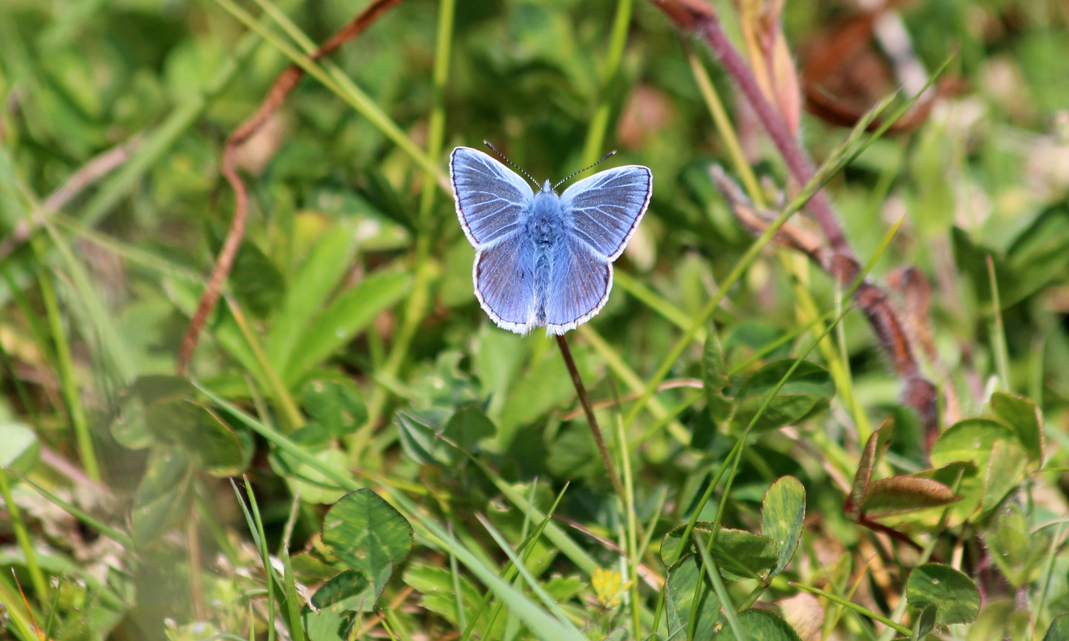 200512 Common blue butterfly (3)