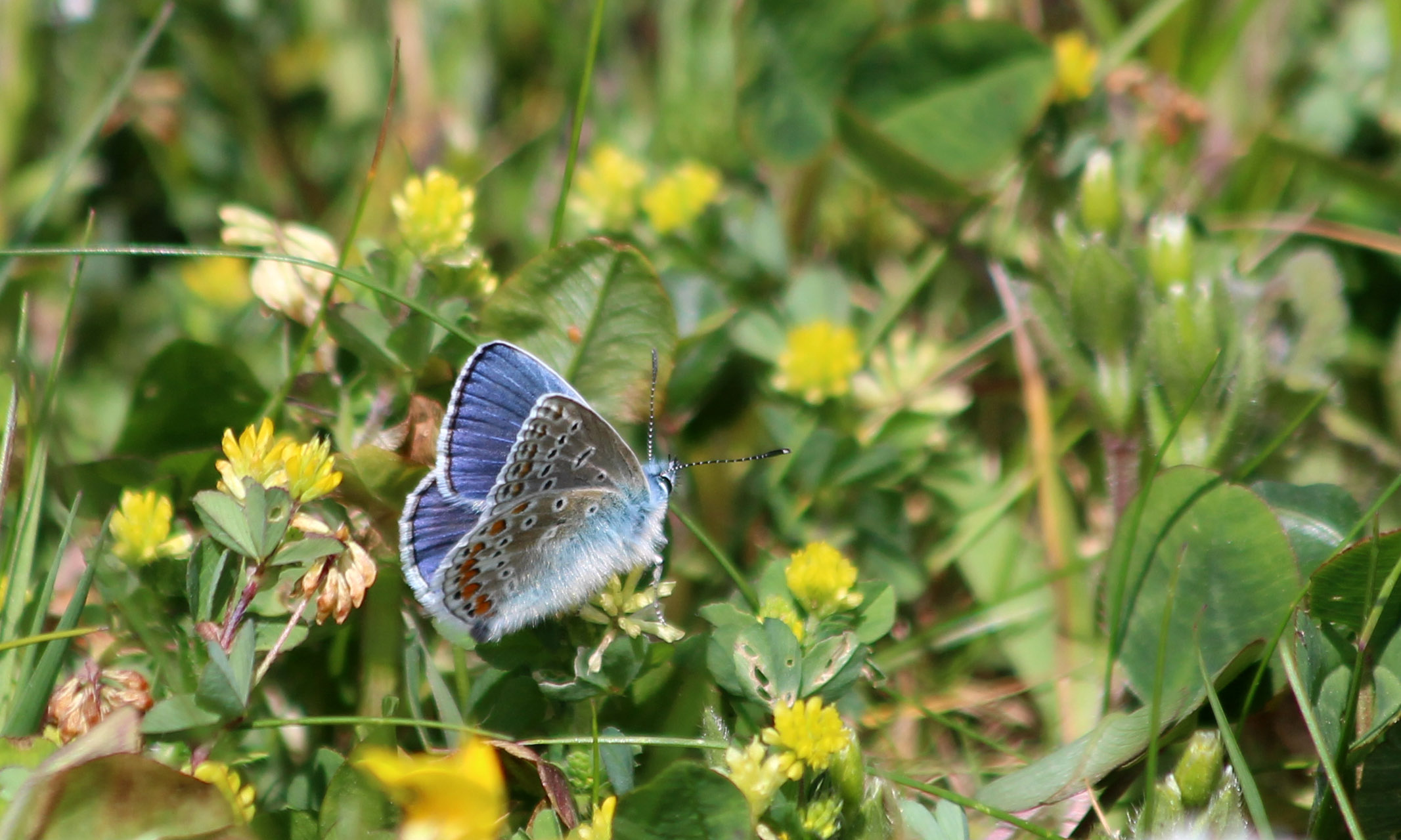 200512 Common blue butterfly (4)