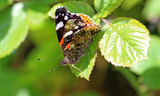 200519 red admiral