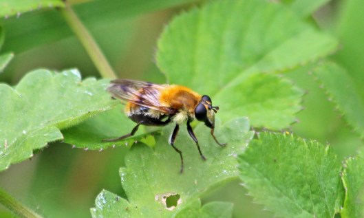 200520 Criorhina floccose (1)