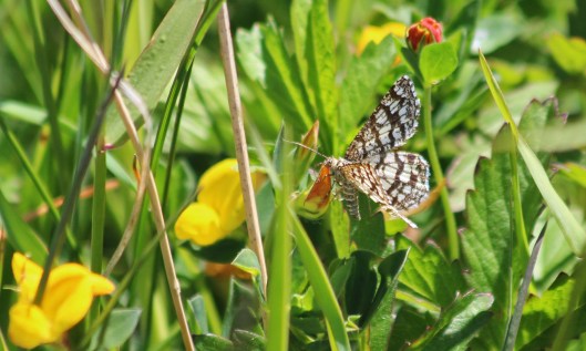 200521 latticed heath (1)