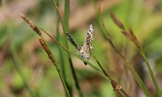 200521 latticed heath (2)