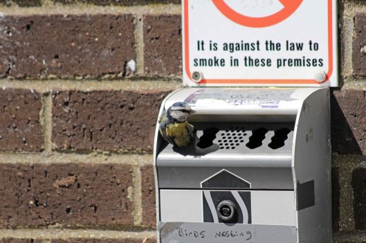 200522 blue tit nest