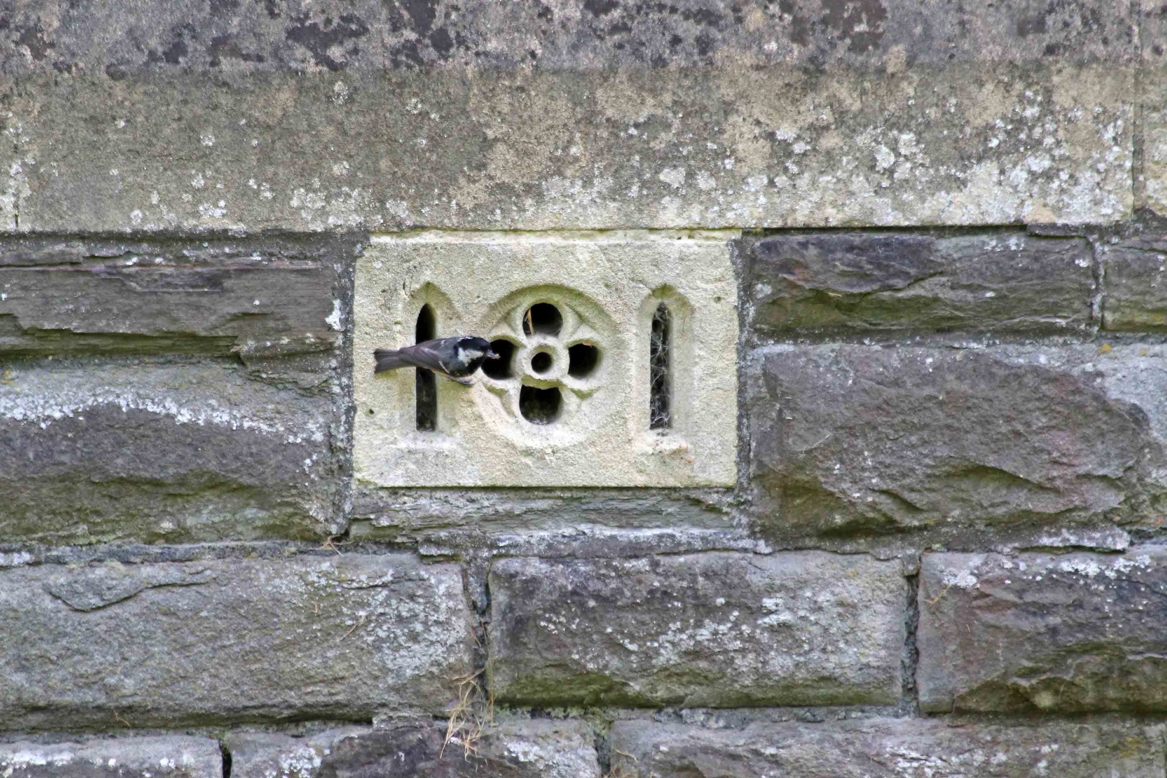 200522 coal tit nest