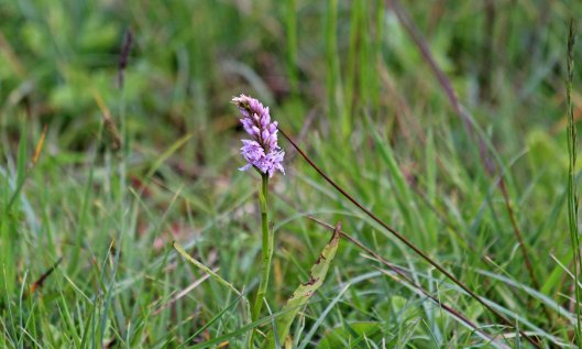 200524 common spotted orchid (1)