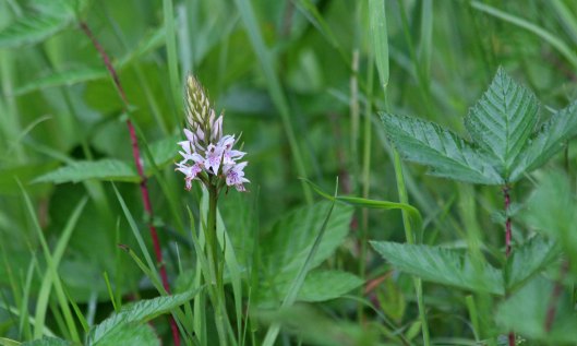 200524 common spotted orchid (2)