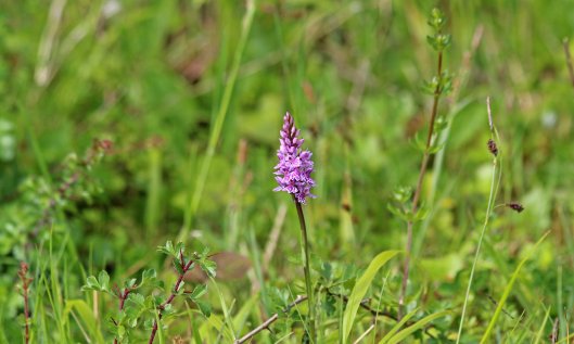 200524 common spotted orchid (4)