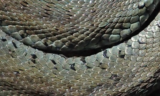 200525 grass snake (2)