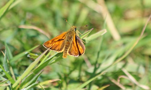 200526 large skipper (1)