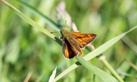 200526 large skipper (3)