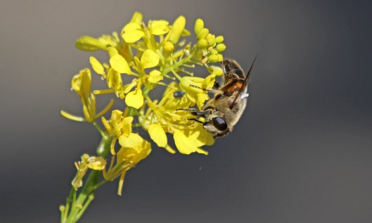 200527 eristalis nemorum