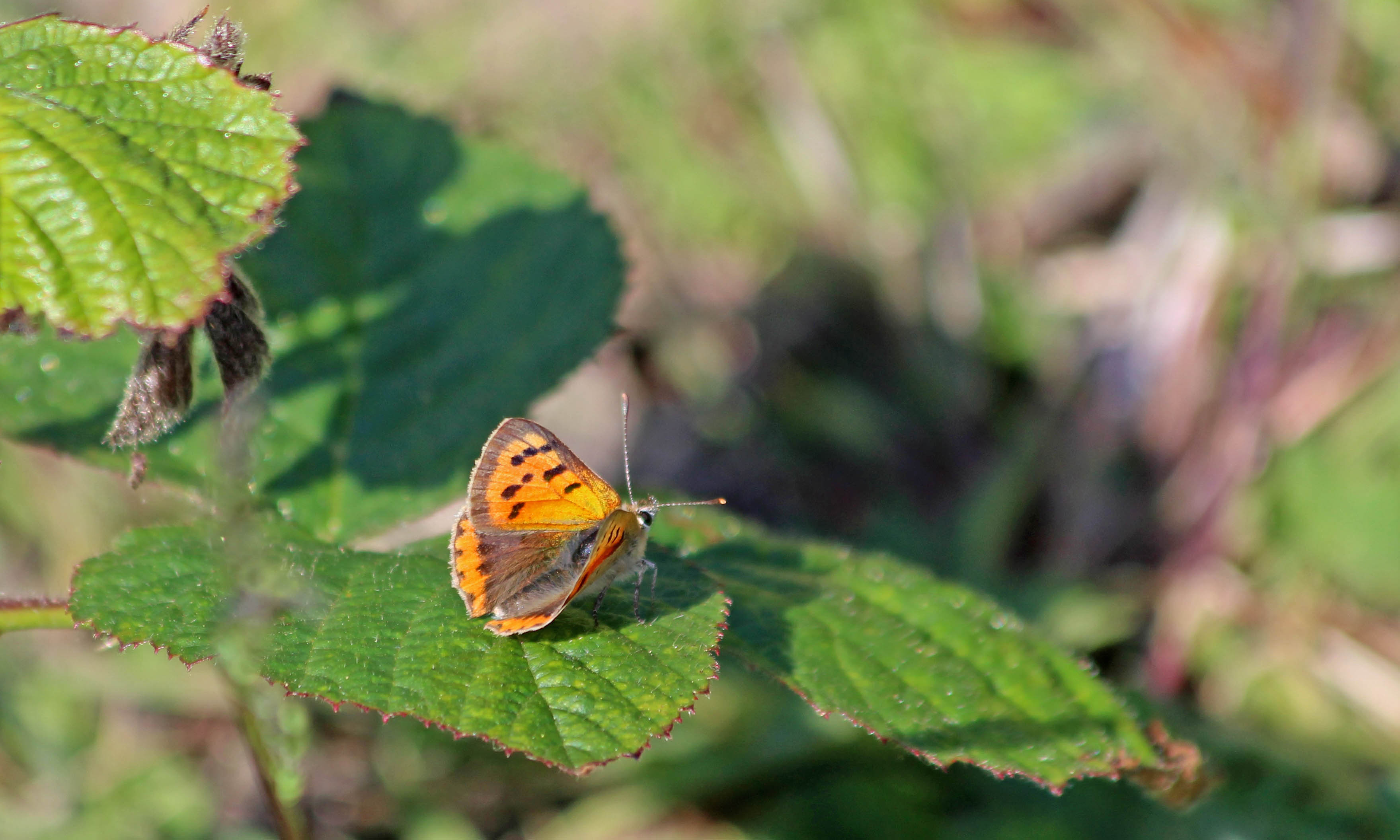 200528 small copper (1)