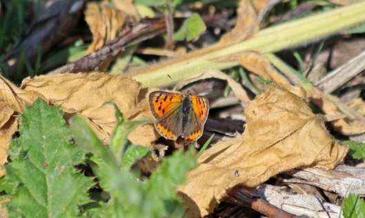200528 small copper (2)