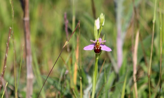 200531 bee orchid (2)