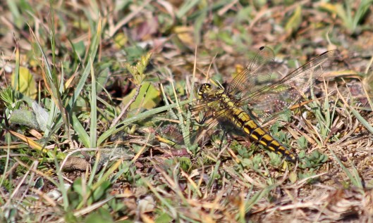 200601 black-tailed skimmer (1)