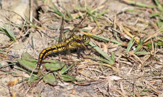 200601 black-tailed skimmer (2)