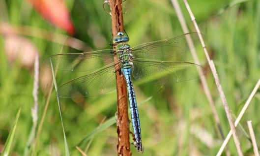 200604 emperor dragonfly