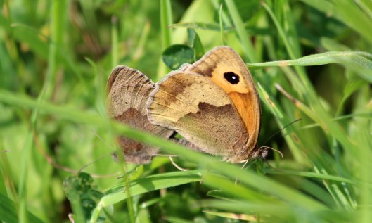 200606 meadow brown (2)