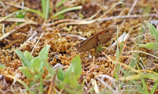 200606 meadow brown (3)