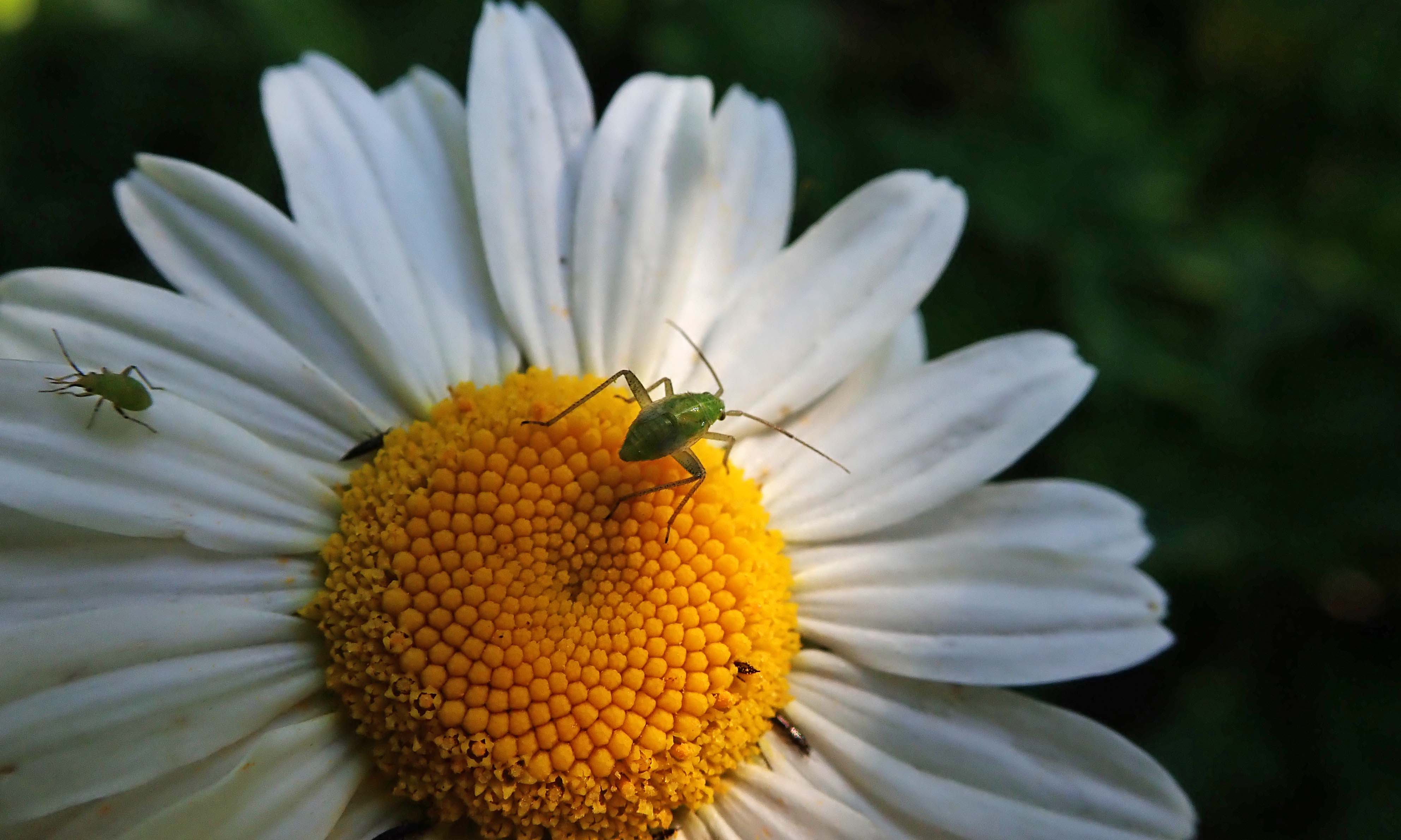 200607 ox-eye daisies (3)