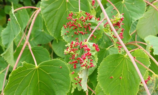 200609 lime gall mites (1)