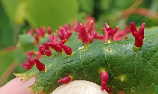200609 lime gall mites (2)