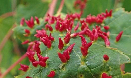 200609 lime gall mites (5)