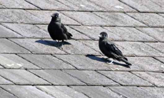 200610 jackdaw family (3)