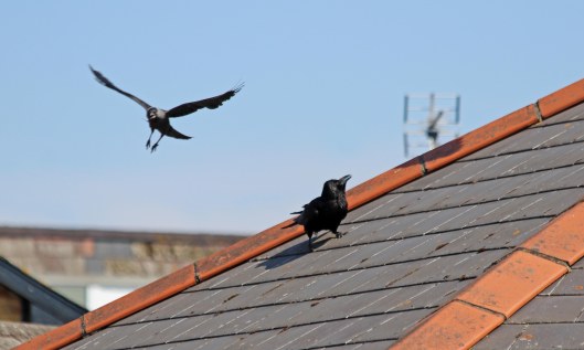 200610 jackdaw family (4)